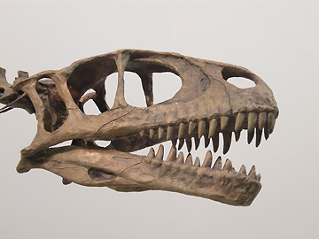 恐竜っぽい歯です