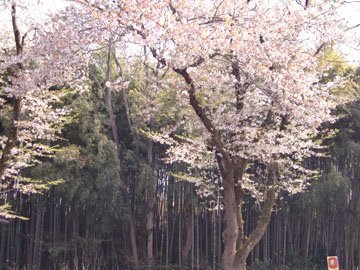 竹林と桜の組み合わせ