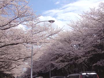 桜吹雪もきれいでした