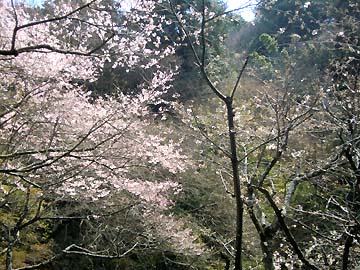おぼろげな桜の花の色が素敵